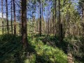 Prevádzková inventarizácia lesa v pilotnom území Ľadová v NP Slovenský raj